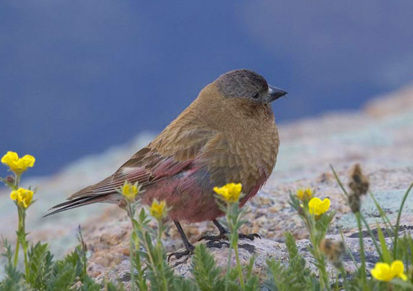 brown-capped rosy finch